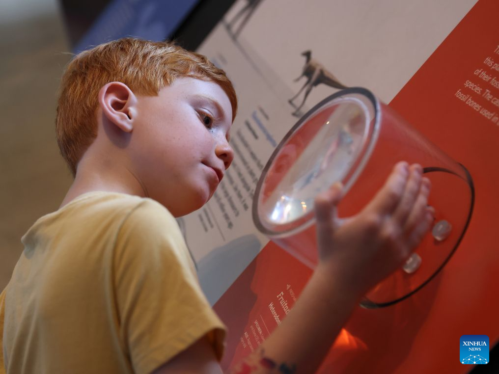 A child looks at the fossilized dinosaur bones at the Natural History Museum of Los Angeles County during the 11th annual Dino Fest in Los Angeles, California, the United States, Aug. 30, 2026. (Photo by Qiu Chen/Xinhua)