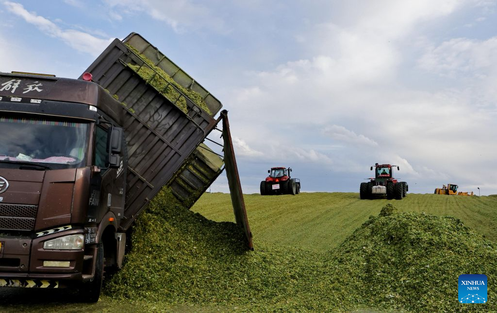 This photo taken on Sept. 12, 2026 shows a site of silage crop harvest in Baiquan County, northeast China's Heilongjiang Province. Harvest of silage crops are underway across Heilongjiang Province. Farmers are making the most of the harvest season, coordinating harvesting, transportation and storage to ensure ample feed for livestock through the winter. (Photo by Lyu Shuxin/Xinhua)