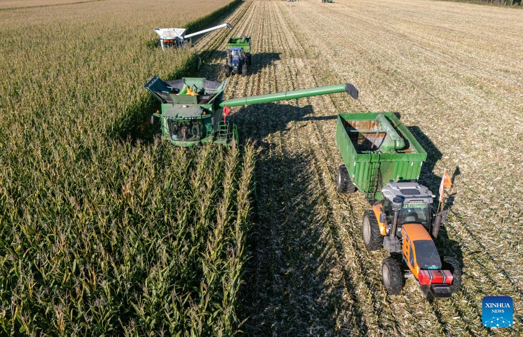 This drone photo taken on Sept. 21, 2026 shows harvesters working in a corn field of Youyi Farm Co., Ltd. under Beidahuang Group in northeast China's Heilongjiang Province. Heilongjiang, an important grain-producing province in China, entered the harvest season in September. (Xinhua/Wang Song)