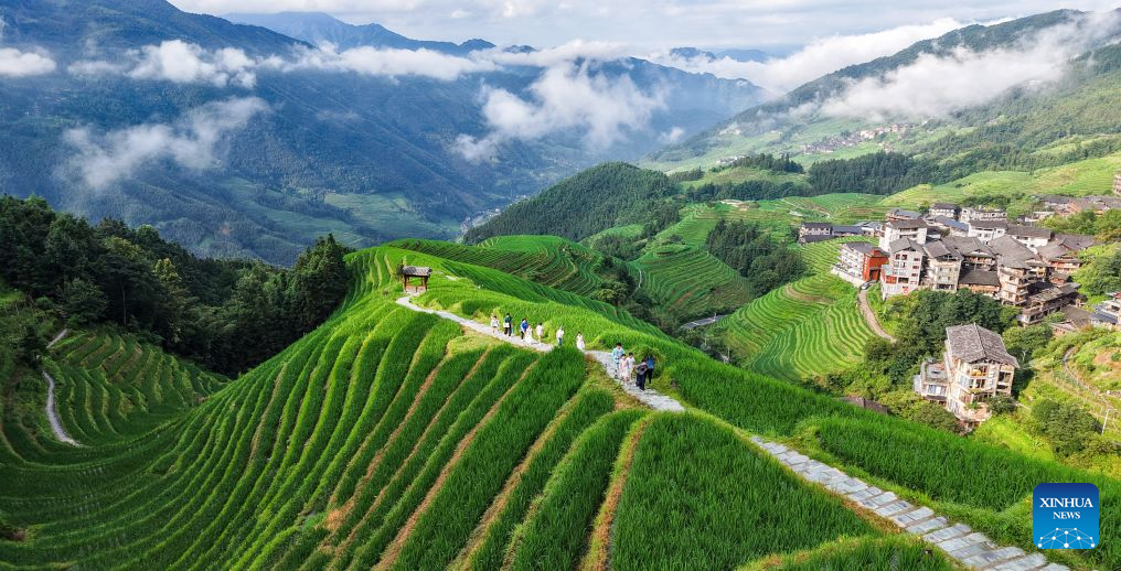 An aerial drone photo taken on Aug. 6, 2026 shows the scenery at Longji terraced fields in Longsheng County of Guilin City, south China's Guangxi Zhuang Autonomous Region. (Photo by Pan Zhixiang/Xinhua)