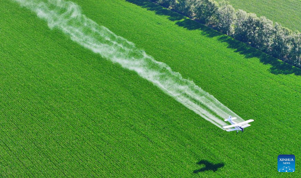 An aerial drone photo taken on July 29, 2026 shows an agricultural plane carrying out aerial crop protection operations over a corn field of Beidahuang Group in northeast China's Heilongjiang Province. Various agricultural production units under Beidahuang Group in Heilongjiang Province have launched aerial crop protection operations over farmlands in succession, safeguarding stable autumn grain production through scientific and technological methods. (Photo by Ren Baoji/Xinhua)