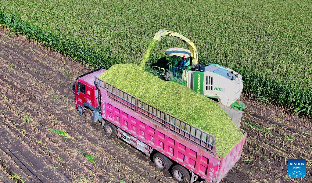An aerial drone photo taken on Sept. 8, 2026 shows a site of silage maize harvest at a farm under Beidahuang Group in northeast China's Heilongjiang Province. Harvest of silage crops are underway across Heilongjiang Province. Farmers are making the most of the harvest season, coordinating harvesting, transportation and storage to ensure ample feed for livestock through the winter. (Photo by Ren Baoji/Xinhua)