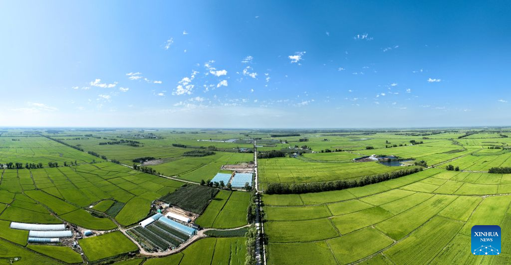 An aerial panoramic photo taken on Aug. 20, 2026 shows rice fields at Haolibao Town in Jalaid Banner of Hinggan League, north China's Inner Mongolia Autonomous Region. (Xinhua/Bei He)