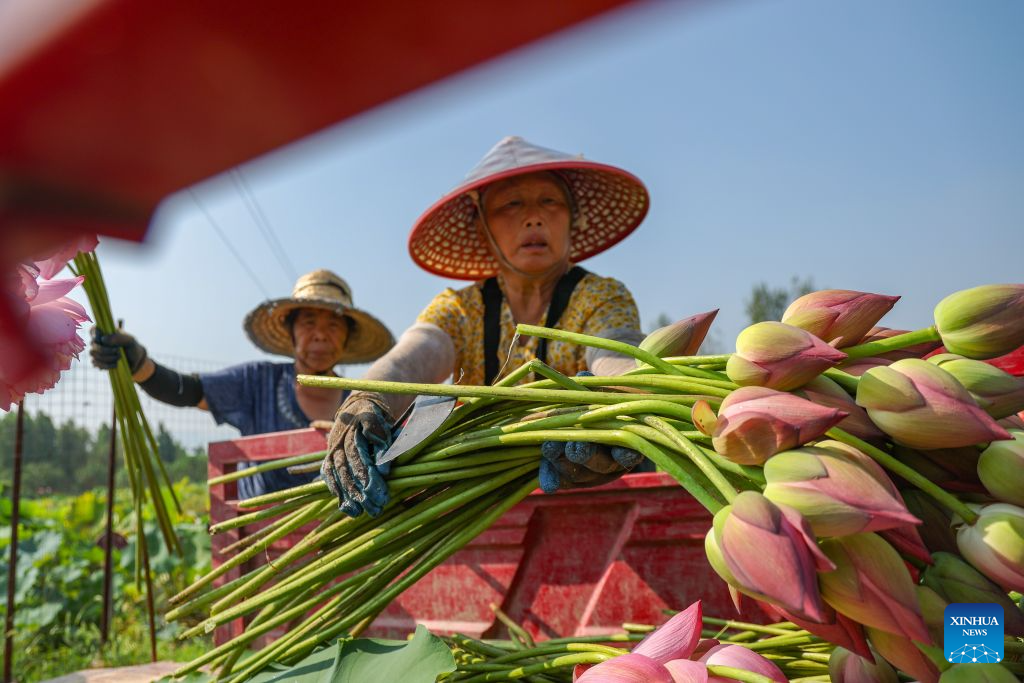 Farmers harvest lotus flowers at a lotus planting base in Longshui Town, Dazu District in southwest China's Chongqing Municipality, Aug. 11, 2026.
Dazu District in Chongqing has built a booming lotus industry that now generates around 430 million yuan (about 64 million U.S. dollars) annually from fresh-cut flower sales alone, providing a vital source of income for local farmers.
To date, the district's lotus cultivation now spans more than 50,000 mu (about 3,333 hectares), with more than 1,000 varieties. During the harvest season, which runs from May to October, the district produces roughly 90 million stems of cut lotus flowers. (Xinhua/Huang Wei)