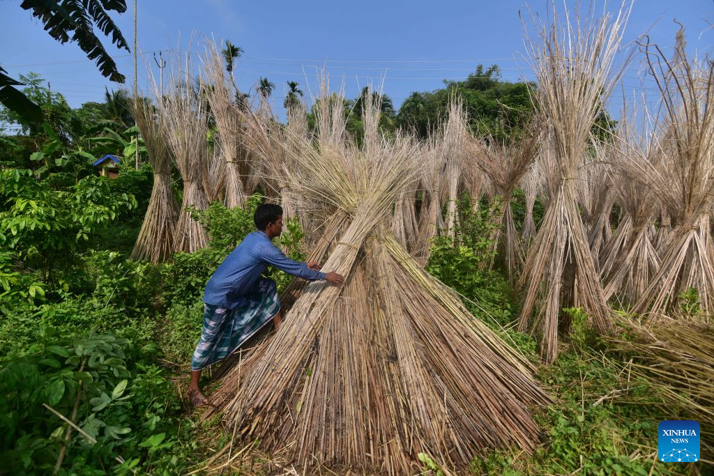 A farmer dries jute plants in Nagaon District of India's northeastern state of Assam on Sept. 16, 2026. (Str/Xinhua)
