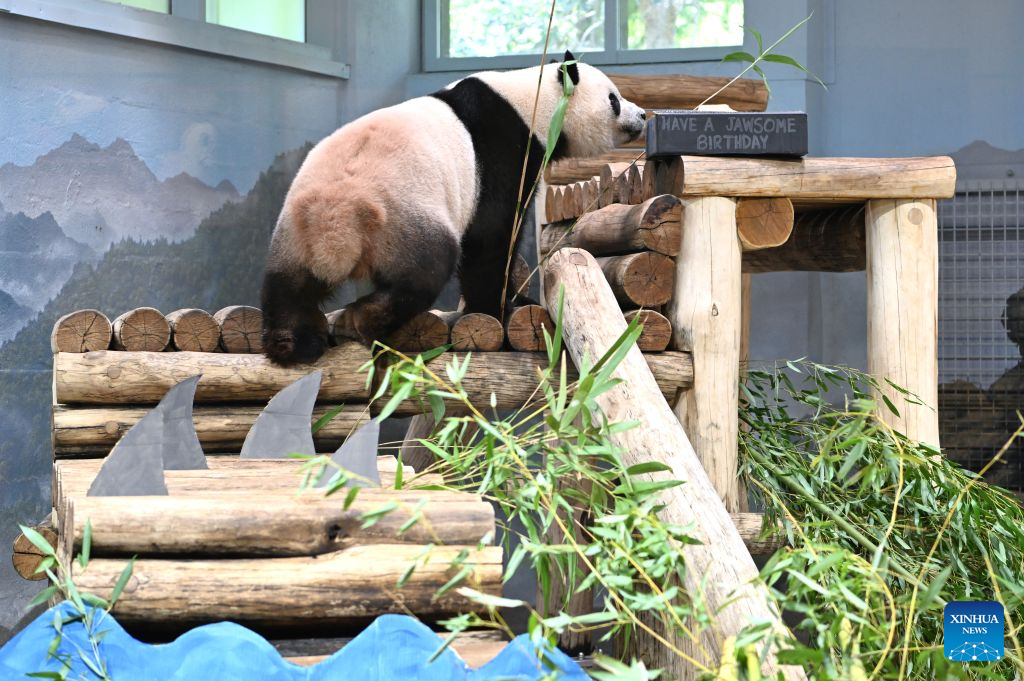 Giant panda Bao Li prepares to eat his birthday cake during celebrations marking his fifth birthday at the Smithsonian's National Zoo in Washington, D.C., the United States, on Aug. 4, 2026. (Xinhua/Li Rui)