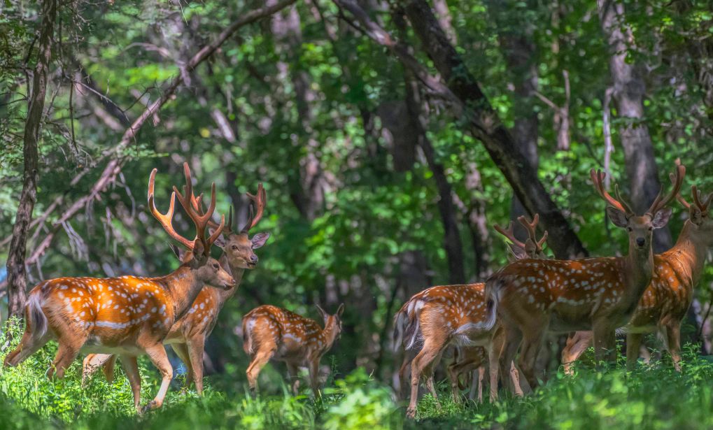 Sika deer are pictured at the Xiandongshan sika deer national nature reserve in Qiqihar, northeast China's Heilongjiang Province, Aug. 19, 2026. (Photo by Wang Yonggang/Xinhua)