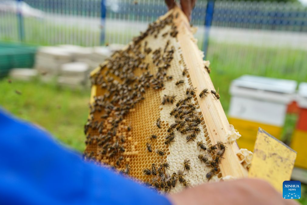 A beekeeper checks black bees at an apiary in Raohe County, northeast China's Heilongjiang Province, July 22, 2026.(Xinhua/Wang Song)