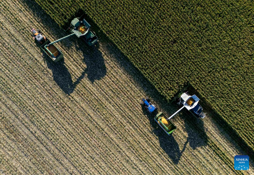 This drone photo taken on Sept. 21, 2026 shows harvesters working in a corn field of Youyi Farm Co., Ltd. under Beidahuang Group in northeast China's Heilongjiang Province. Heilongjiang, an important grain-producing province in China, entered the harvest season in September. (Xinhua/Wang Song)