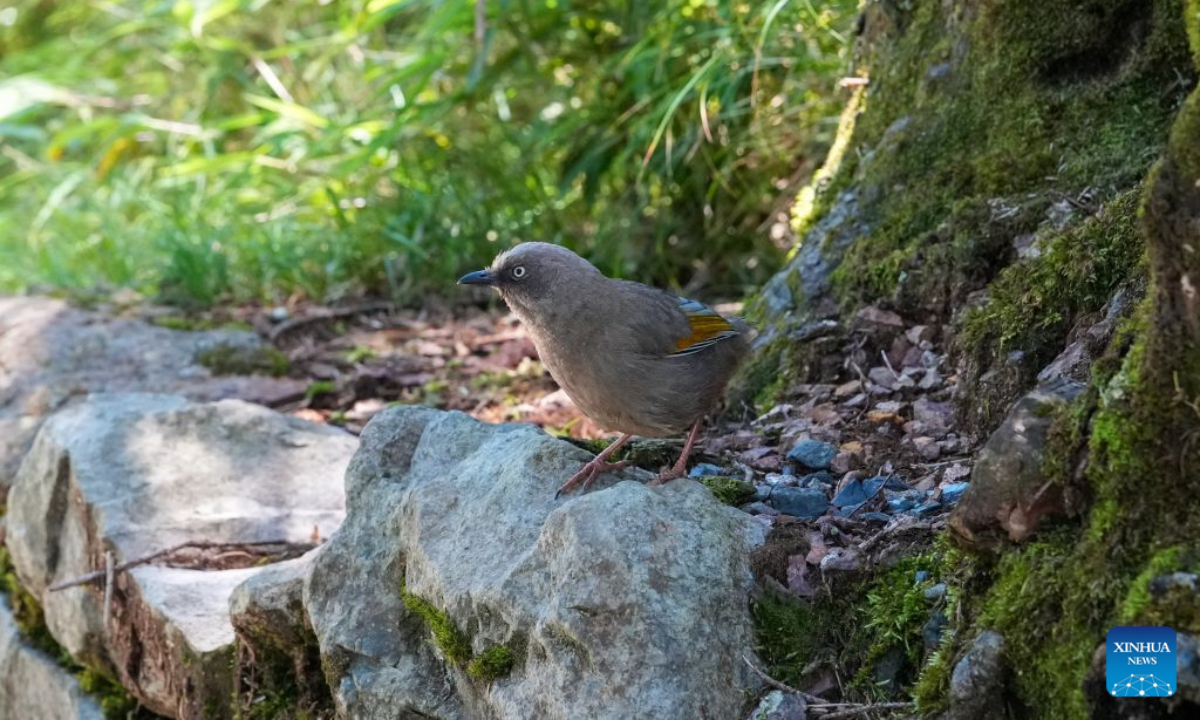 A bird is seen at the Wawu Mountain in Hongya County, southwest China's Sichuan Province, July 19, 2026. Known for its distinctive table-mountain landform, Wawu Mountain features a summit plateau covering about 11 square kilometers, making it a popular tourist destination. (Xinhua/Xu Bingjie)