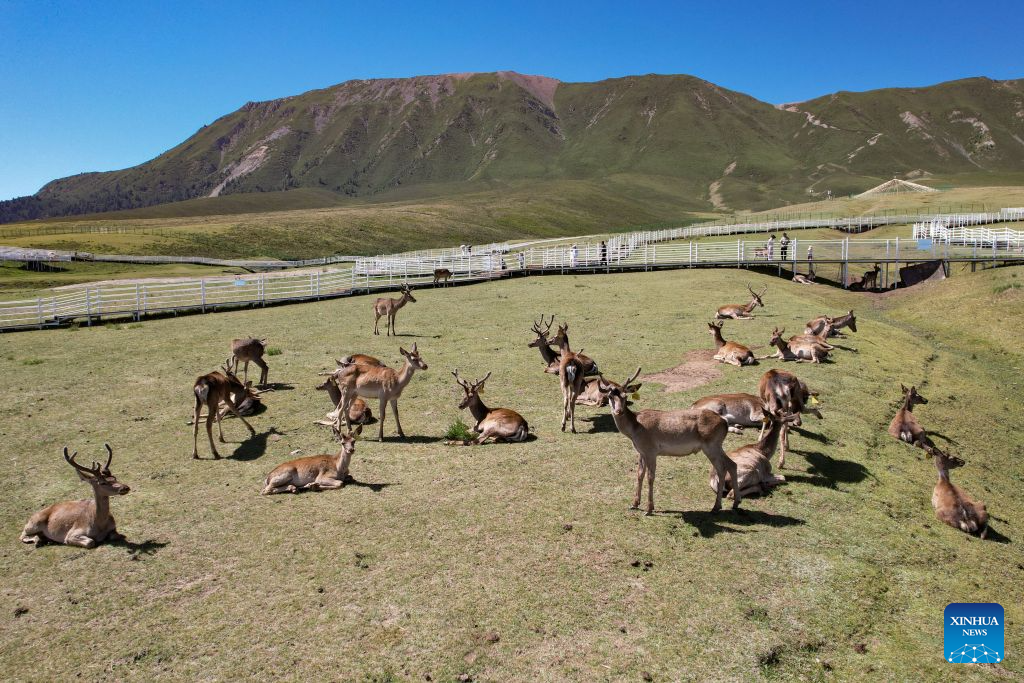 A drone photo taken on Aug. 5, 2026 shows red deer at the Divine Deer Park in Sunan Yugur Autonomous County, northwest China's Gansu Province. During this summer, hundreds of red deer are seen resting and foraging on the grassland at the Divine Deer Park, a deer farm located at the foot of the Qilian Mountains in northwest China.
In recent years, local government has leveraged the deer farm, along with the scenic grasslands of the Qilian Mountains and Yugur ethnic customs, to develop an eco-tourism destination that integrates leisure, sightseeing and science education. (Xinhua/Fan Peishen)