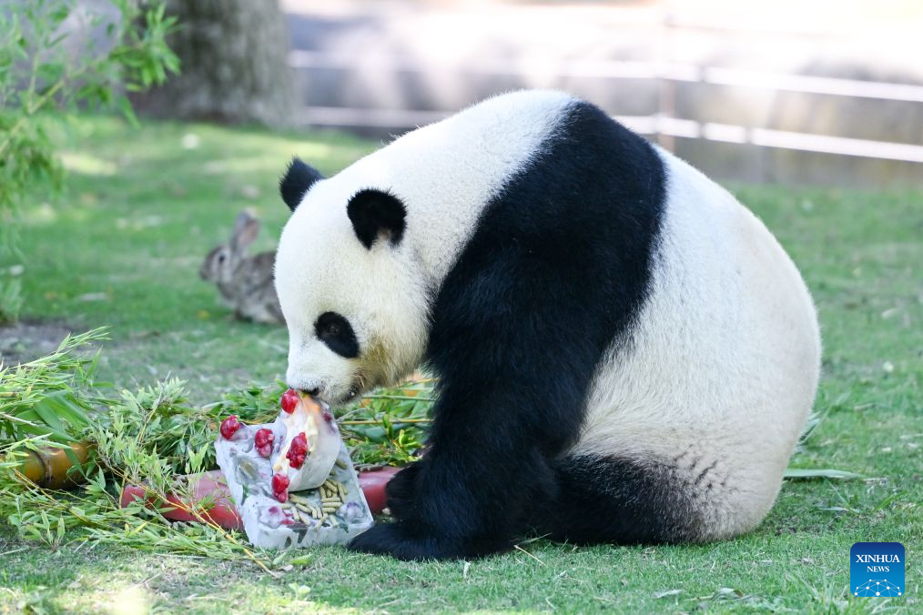 Giant panda Jin Xi enjoys a cooling treat at Zoo Aquarium Madrid in Madrid, Spain, on July 2, 2026. As high temperatures persist across much of Spain, Zoo Aquarium Madrid helped its animals beat the heat by providing frozen treats made from fruits, vegetables and meat. (Photo by Gustavo Valiente/Xinhua)