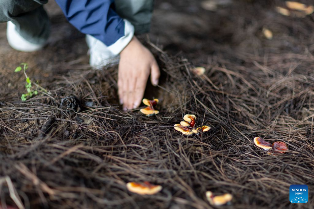 A college graduate staff member inspects the Lingzhi mushrooms in a greenhouse in Milin, Nyingchi, southwest China's Xizang Autonomous Region, Sept. 14, 2026.(Xinhua/Jiang Fan)