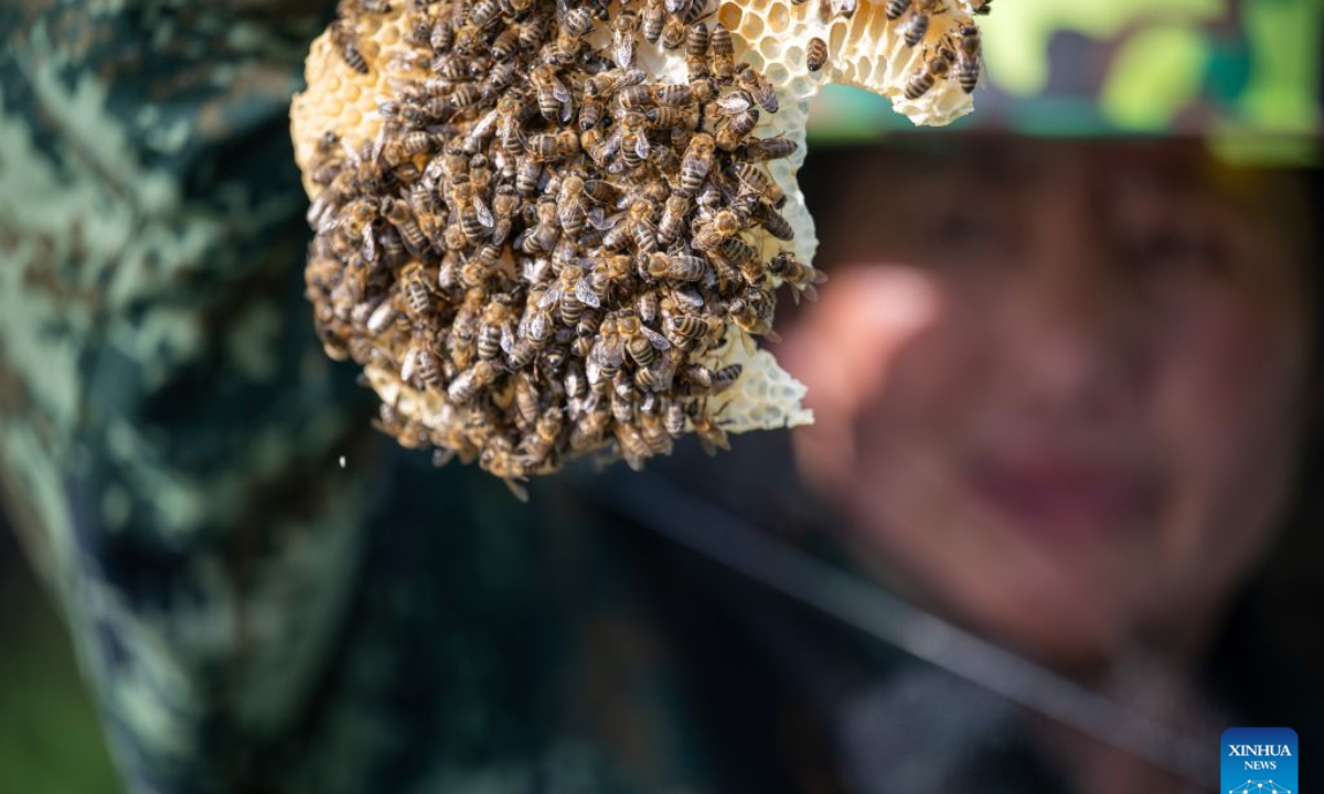 Yue Yun shows black honeybees at a honeybee farm at a national nature reserve in Raohe County of northeast China's Heilongjiang Province, July 29, 2026.
Yue Yun, a villager in Shuangsheng Village of Raohe County in northeast China's Heilongjiang Province, has been doing the business of black honeybees for 33 years.
To expand the market of honey produced here, Raohe County in recent years has introduced leading enterprises, which set up cooperatives here and also offer technique training for honeybee farmers, to ensure the quality of honey products.
By far, at the national nature reserve of northeast black honeybees, about 431 honeybee farms have been established and more than 1,300 related workers have been involved. (Photo by Zhang Chunlei/Xinhua)