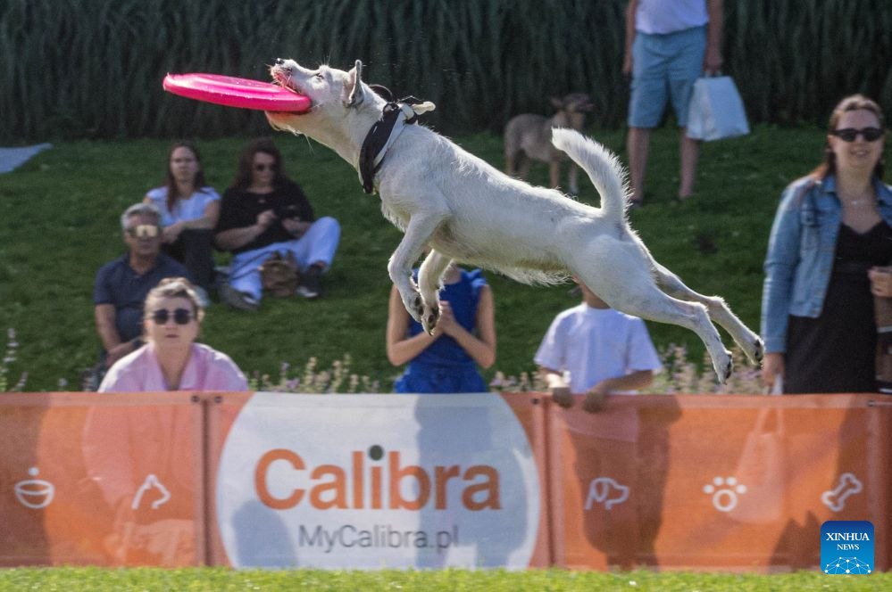 A dog leaps to catch a flying disc during a dog frisbee competition in Warsaw, Poland, Aug. 30, 2026. The event was held from Aug. 28 to 30 at Wilanow Beach in Warsaw. (Photo by Jaap Arriens/Xinhua)