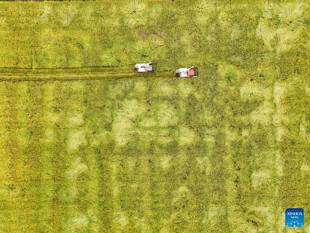 A drone photo shows reapers harvesting rice at a paddy field in Yongfeng Village of Meishan, southwest China's Sichuan Province, Sept. 14, 2026. Local farmers are making the most of the harvest season, coordinating agricultural machinery to harvest the paddy field. (Xinhua)