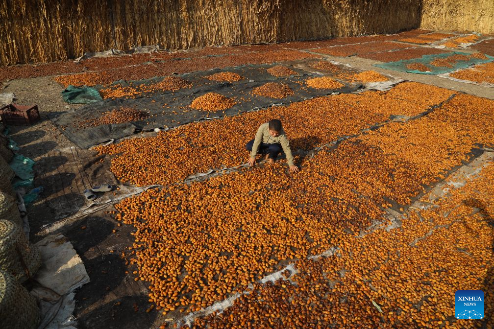 A farmer dries dates at Dahshur village in Giza, Egypt, Sept. 22, 2026. (Xinhua/Ahmed Gomaa)