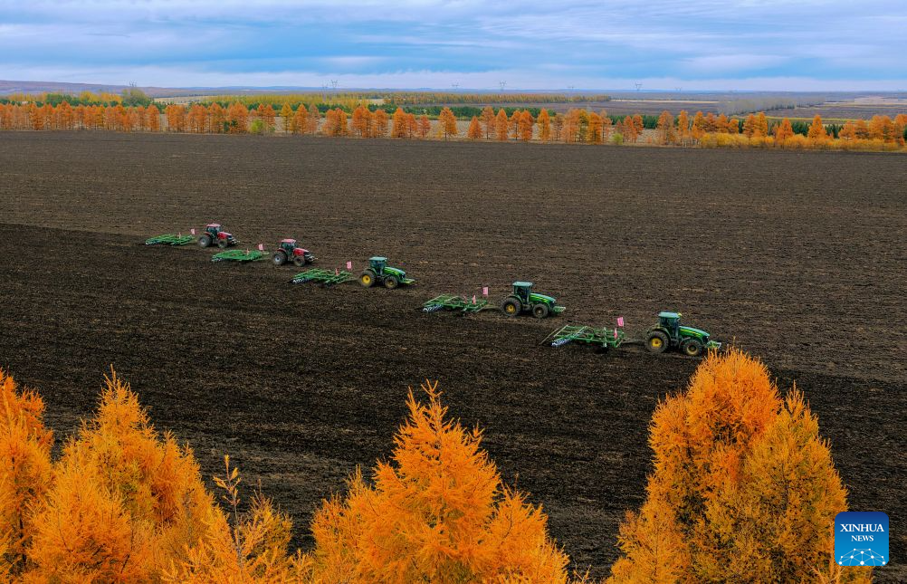 A drone photo taken on Oct. 9, 2026 shows agricultural machinery working at a field of a farm under Beidahuang Group in northeast China's Heilongjiang Province. (Photo by Hou Yue/Xinhua)