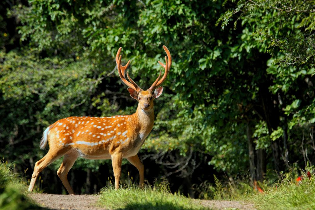 A sika deer is pictured at the Xiandongshan sika deer national nature reserve in Qiqihar, northeast China's Heilongjiang Province, Aug. 19, 2026. (Photo by Liu Wanping/Xinhua)