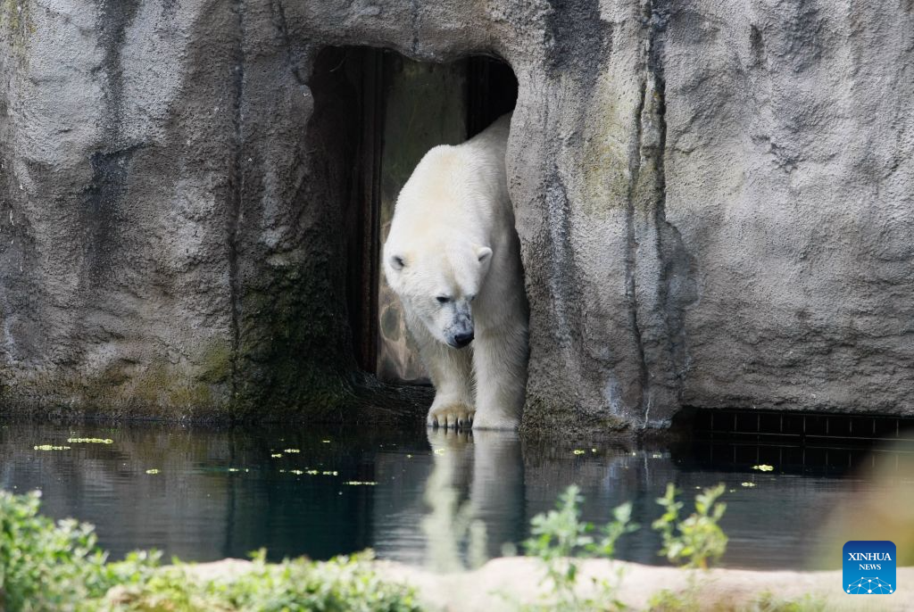 A polar bear stands in the cave in Rotterdam Zoo, the Netherlands, on July 30, 2026. (Xinhua/Shao Haijun)