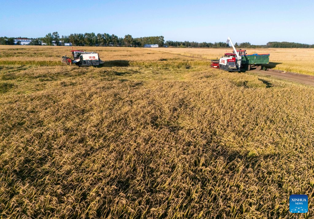 This drone photo taken on Sept. 21, 2026 shows harvesters working in a rice field of Youyi Farm Co., Ltd. under Beidahuang Group in northeast China's Heilongjiang Province. Heilongjiang, an important grain-producing province in China, entered the harvest season in September. (Xinhua/Wang Song)