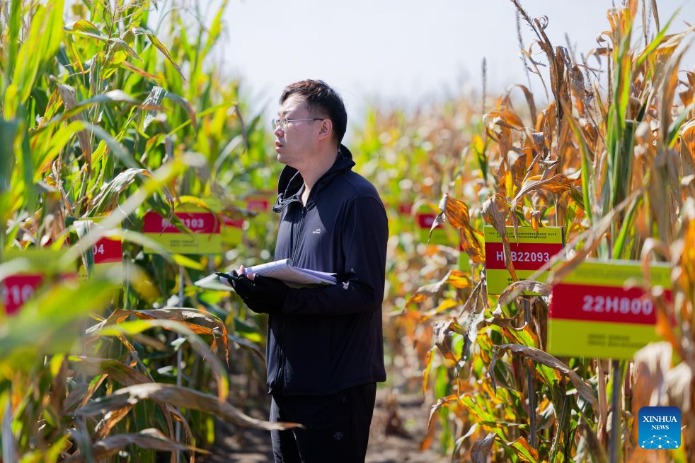 Sun Minghao, a member of a germplasm resource collection and preservation project team, inspects corn plants at a national modern agricultural demonstration zone of Heilongjiang Academy of Agricultural Sciences in Harbin, northeast China's Heilongjiang Province, Sept. 16, 2026. Heilongjiang, China's top grain-producing province, has entered the autumn harvest season. A germplasm resource collection and preservation project team, led by the National Frigid Zone Crop and Soybean Germplasm Resources Mid-term Bank (Harbin), is conducting germplasm collection and research across black soil fields and in laboratories.
Since 2024, the team has collected more than 5,400 crop germplasm resource samples, providing solid scientific and technological support for the high-quality development of Heilongjiang's seed industry. (Xinhua/Zhang Tao)