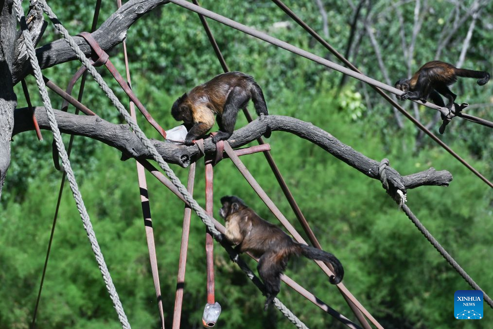 Monkeys enjoy cooling treats at Zoo Aquarium Madrid in Madrid, Spain, on July 2, 2026. As high temperatures persist across much of Spain, Zoo Aquarium Madrid helped its animals beat the heat by providing frozen treats made from fruits, vegetables and meat. (Photo by Gustavo Valiente/Xinhua)