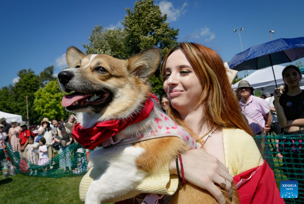 A dog owner carries her corgi during the BC Fast & Furriest Races at Town Centre Park in Coquitlam, British Columbia, Canada, on Aug. 3, 2026. (Photo by Liang Sen/Xinhua)