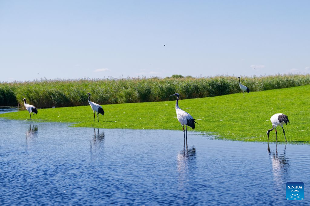 This photo taken on Aug. 13, 2026 shows red-crowned cranes at Zhalong National Nature Reserve in Qiqihar, northeast China's Heilongjiang Province. (Xinhua/Zhang Tao)