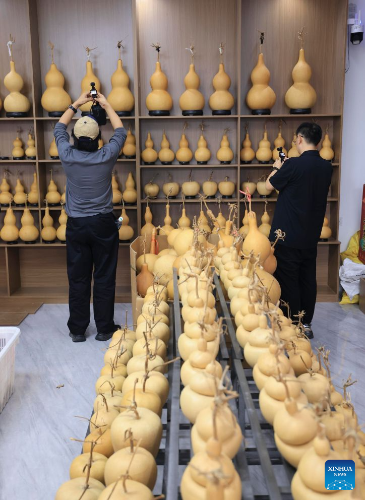 Tourists record gourd artworks in Tangyi Town, Liaocheng City of east China's Shandong Province, Sept. 28, 2026. Gourd cultivation and processing is a traditional industry in Tangyi Town of Liaocheng City, east China's Shandong Province. Local government has laid great importance on the development of the industry, regarding it as an impetus in its rural revitalization.
Nowadays, the planting area of gourd here has surpassed 10,000 mu (about 666.67 hectares), and the processing crafts have developed into 10 plus categories. (Xinhua/Yin Gang)