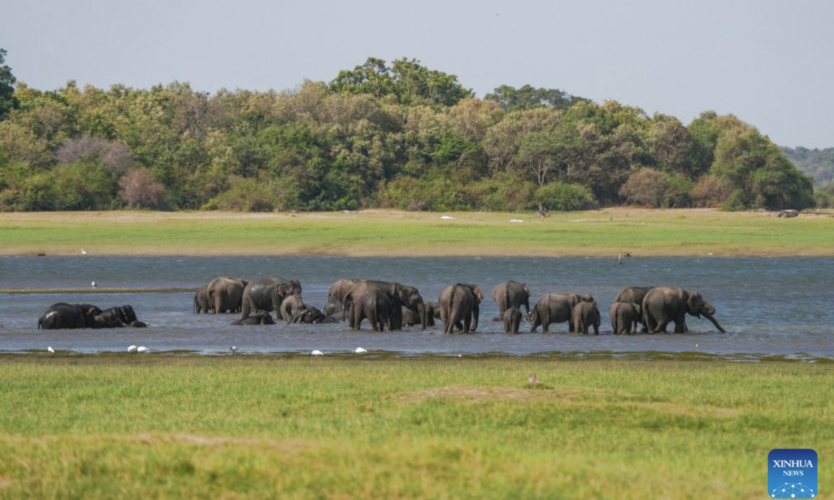 Wild Asian elephants are seen at Kaudulla National Park in Kaudulla, Sri Lanka, July 29, 2026. Hundreds of Asian elephants gather at the national park during the annual dry season, creating one of Sri Lanka's most remarkable wildlife spectacles. (Photo by Thilina Kaluthotage/Xinhua)