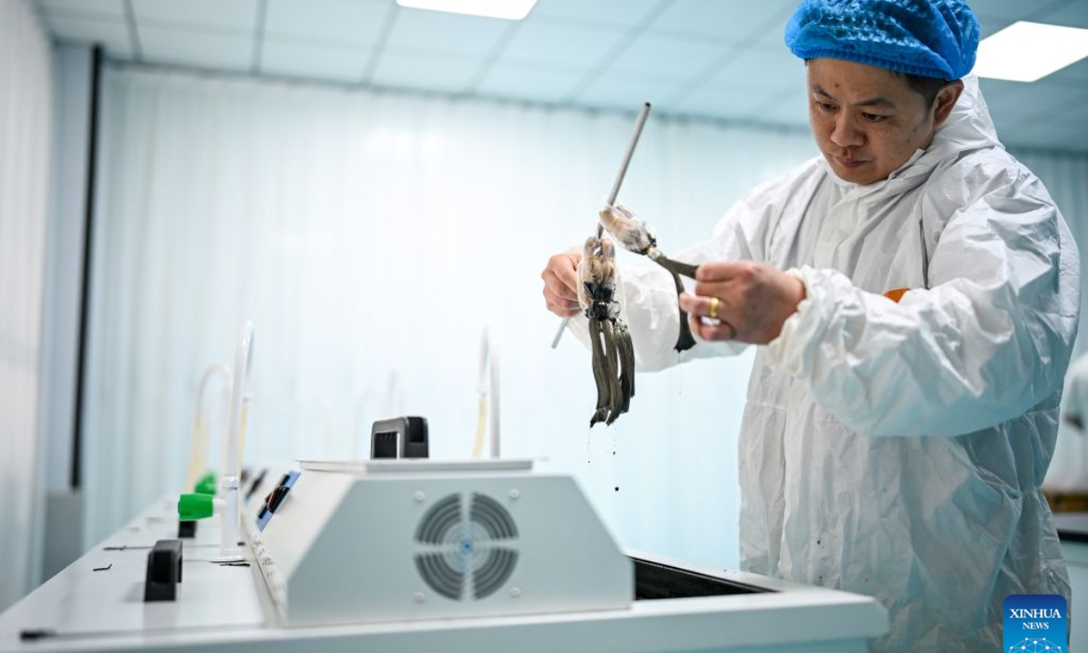 A staff member checks hair product samples at Juancheng Changshunfa Hair Product Co., Ltd. in Juancheng County of Heze City, east China's Shandong Province, Sept. 17, 2026. In recent years, Juancheng County has taken multiple measures to promote the high-quality development of its hair products industry, establishing a complete industrial chain that integrates raw material procurement, product processing, and export trade. Hair products from Juancheng are exported to North America, Europe, Africa, and other regions. The hair products industry has become a leading sector driving local industrial growth and increasing residents' incomes. (Xinhua/Chen Yehua)
