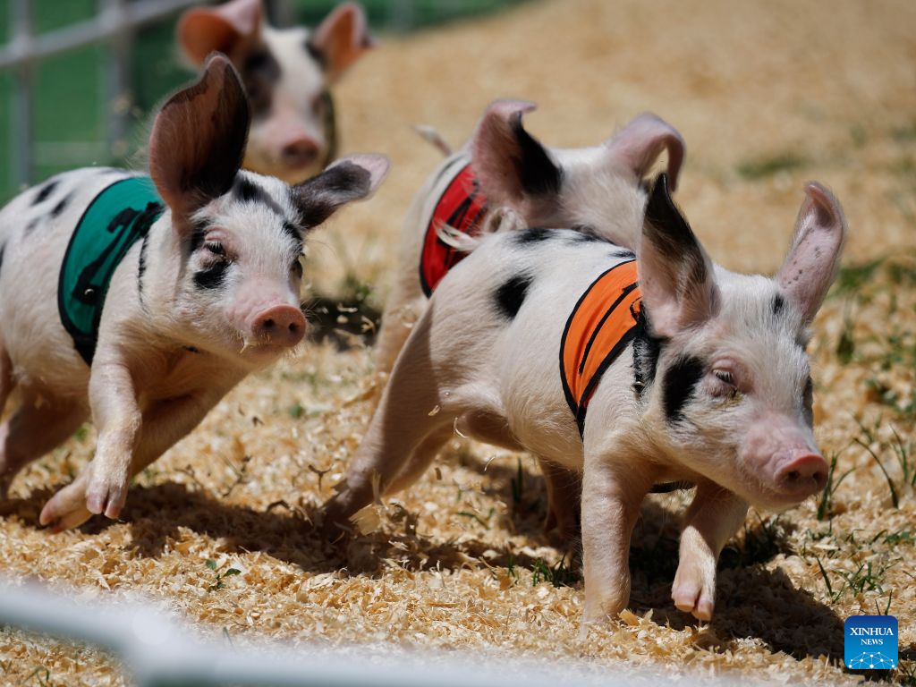 Pigs race during a pig-racing competition at the Orange County Fair in Costa Mesa, California, the United States, Aug. 1, 2026. (Photo by Qiu Chen/Xinhua)