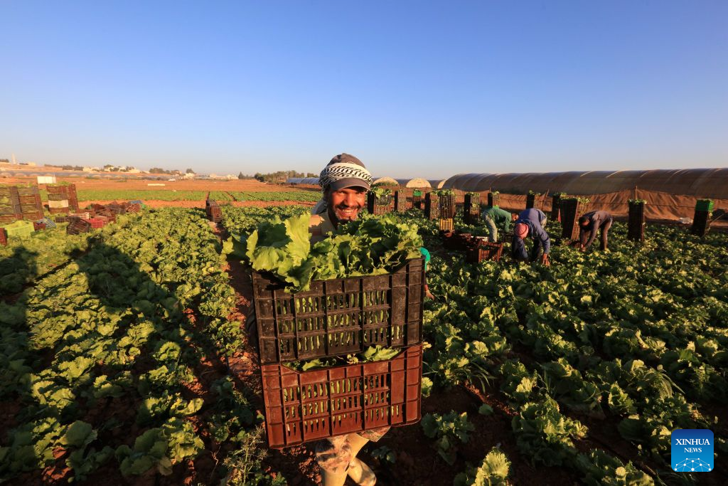 A farmer harvests lettuce in southern Amman, Jordan, Sept. 7, 2026. (Photo by Mohammad Abu Ghosh/Xinhua)