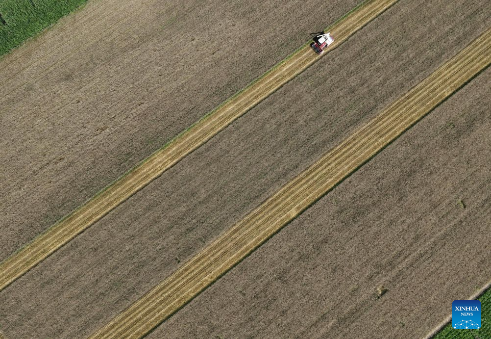 An aerial drone photo taken on Aug. 8, 2026 shows a harvester working at a wheat field of the Academy of Land Reclamation Sciences in northeast China's Heilongjiang Province. (Photo by Lin Jinchun/Xinhua)