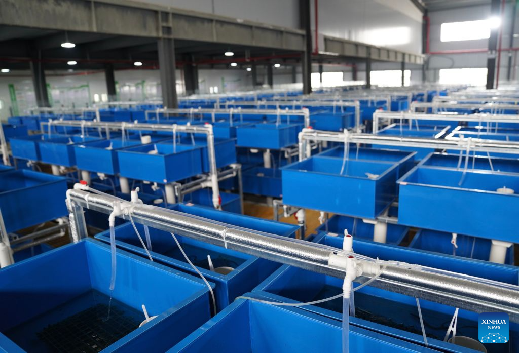 This photo taken on Sept. 16, 2026 shows breeding tanks for swamp-eels in Xiantao, central China's Hubei Province. Xiantao is an important hub of the swamp-eel breeding industry in China. (Xinhua/Lu Jinbo)