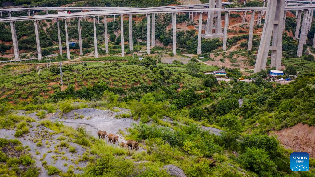 An aerial drone photo taken on Aug. 9, 2021 shows a herd of elephants in Yuanjiang County of Yuxi City, southwest China's Yunnan Province. The short-nose family of wild Asian elephants captured worldwide attention in 2021 after roaming more than 1,400 kilometers across Yunnan Province. It returned to its traditional habitat with 14 members. Embracing two calves born this year, members of the family have since grown to 21.
Yunnan has developed a comprehensive approach to Asian elephant conservation that combines habitat restoration, connected habitats, scientific monitoring and early warning, community participation and cross-border cooperation. The province is also home to the Xishuangbanna Asian Elephant Breeding and Rescue Center, which has rescued and rehabilitated more than 30 wild Asian elephants since its establishment in 2009.
China has established 11 nature reserves covering a total of 5,098 square kilometers across wild Asian elephant habitats. The country's wild Asian elephant population has risen from about 150 in the 1980s to nearly 400 today. (Xinhua/Hu Chao)