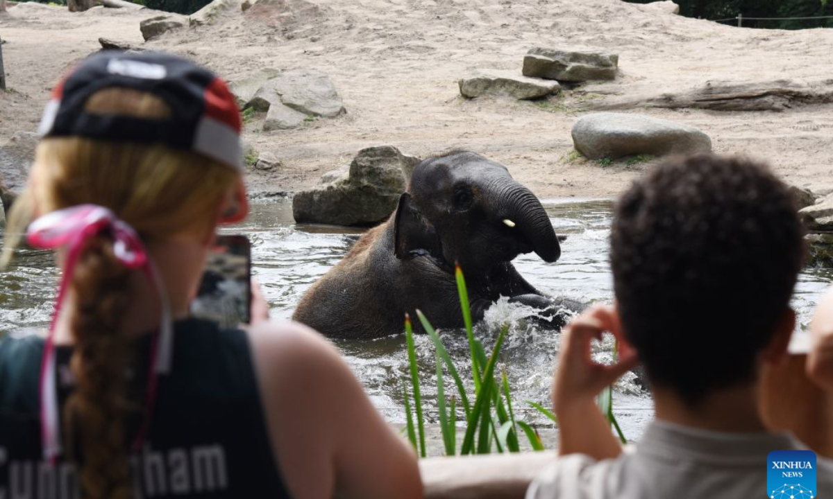 Visitors look at an elephant in Rotterdam Zoo, the Netherlands, on July 30, 2026. (Xinhua/Shao Haijun)