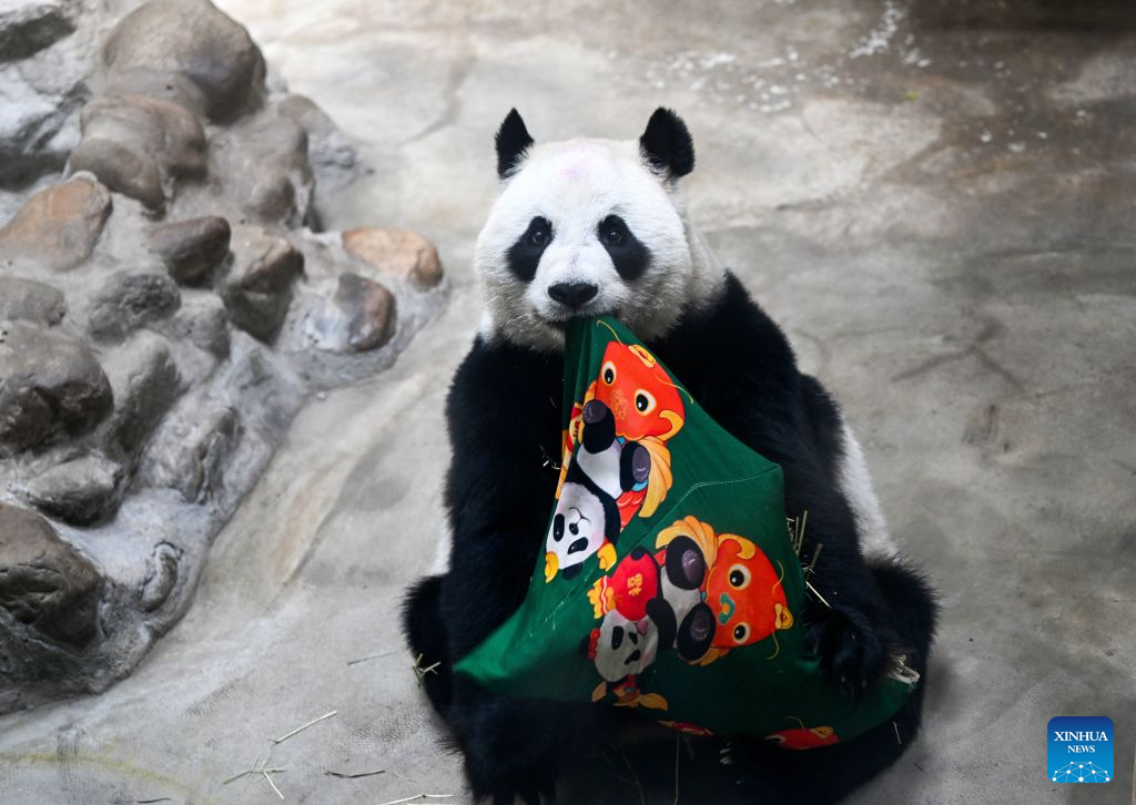 Giant panda Xing Mei is pictured at the zoo of Photosynthesis Valley Tourist Resort in north China's Tianjin Municipality, Aug. 10, 2026. The zoo in the Photosynthesis Valley Tourist Resort celebrated Xing Mei's 15th birthday on Monday. Xing Mei was born in August 2011 at the Chengdu Research Base of Giant Panda Breeding in Chengdu, capital of southwest China's Sichuan Province, and was transferred to Tianjin in September 2013. (Xinhua/Zhao Zishuo)