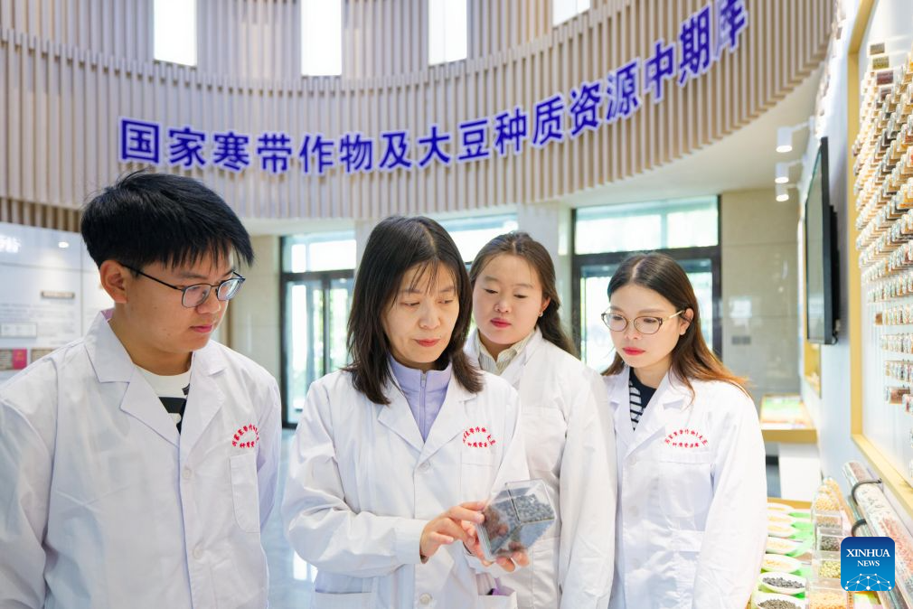 Li Jikai (2nd L), leader of a germplasm resource collection and preservation project team, explains the differences in soybean germplasm to students at National Frigid Zone Crop and Soybean Germplasm Resources Mid-term Bank (Harbin) in Harbin, northeast China's Heilongjiang Province, Sept. 17, 2026. Heilongjiang, China's top grain-producing province, has entered the autumn harvest season. A germplasm resource collection and preservation project team, led by the National Frigid Zone Crop and Soybean Germplasm Resources Mid-term Bank (Harbin), is conducting germplasm collection and research across black soil fields and in laboratories.
Since 2024, the team has collected more than 5,400 crop germplasm resource samples, providing solid scientific and technological support for the high-quality development of Heilongjiang's seed industry. (Xinhua/Zhang Tao)