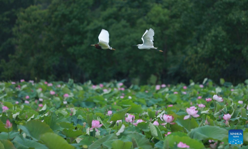 This photo taken on June 15, 2026 shows a lotus pond in Jurong, east China's Jiangsu Province. (Photo: Xinhua)