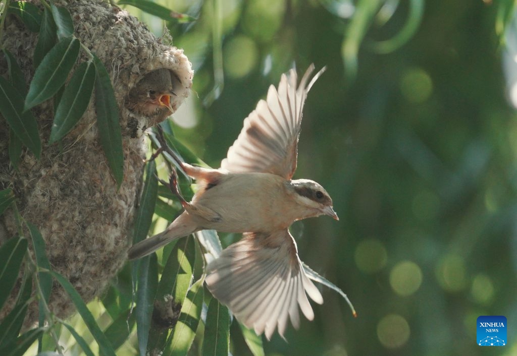 A Chinese penduline tit (Remiz consobrinus) flies away from its nest after feeding its chick in a wetland in Fengnan District of Tangshan, north China's Hebei Province, June 22, 2026. (Photo: Xinhua)