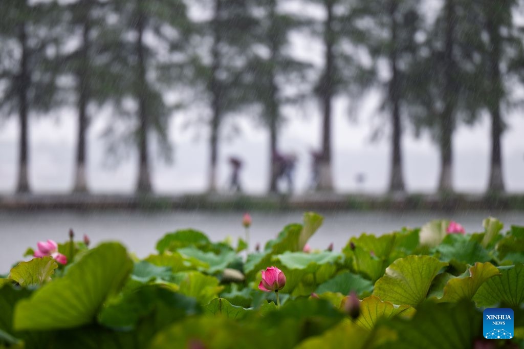 Lotus flowers are seen on the East Lake in Wuhan, central China's Hubei Province, June 21, 2026. As summer unfolds, East Lake scenic area in Wuhan presents a vibrant ecological landscape with lotus flowers in full bloom and water birds perching across the area. Adhering to the concept of ecological priority and green development, Wuhan has improved the water quality and enriched the biodiversity of East Lake, presenting an epitome of the city's efforts in pursuing green development under the Beautiful China Initiative. (Photo: Xinhua)