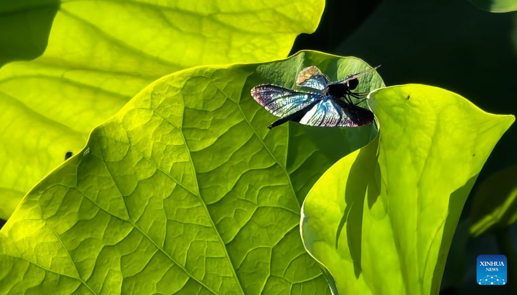 This photo taken with a mobile phone shows a dragonfly perching on a lotus leaf in Wuhan, central China's Hubei Province, June 20, 2026. As summer unfolds, East Lake scenic area in Wuhan presents a vibrant ecological landscape with lotus flowers in full bloom and water birds perching across the area. Adhering to the concept of ecological priority and green development, Wuhan has improved the water quality and enriched the biodiversity of East Lake, presenting an epitome of the city's efforts in pursuing green development under the Beautiful China Initiative. (Photo: Xinhua)