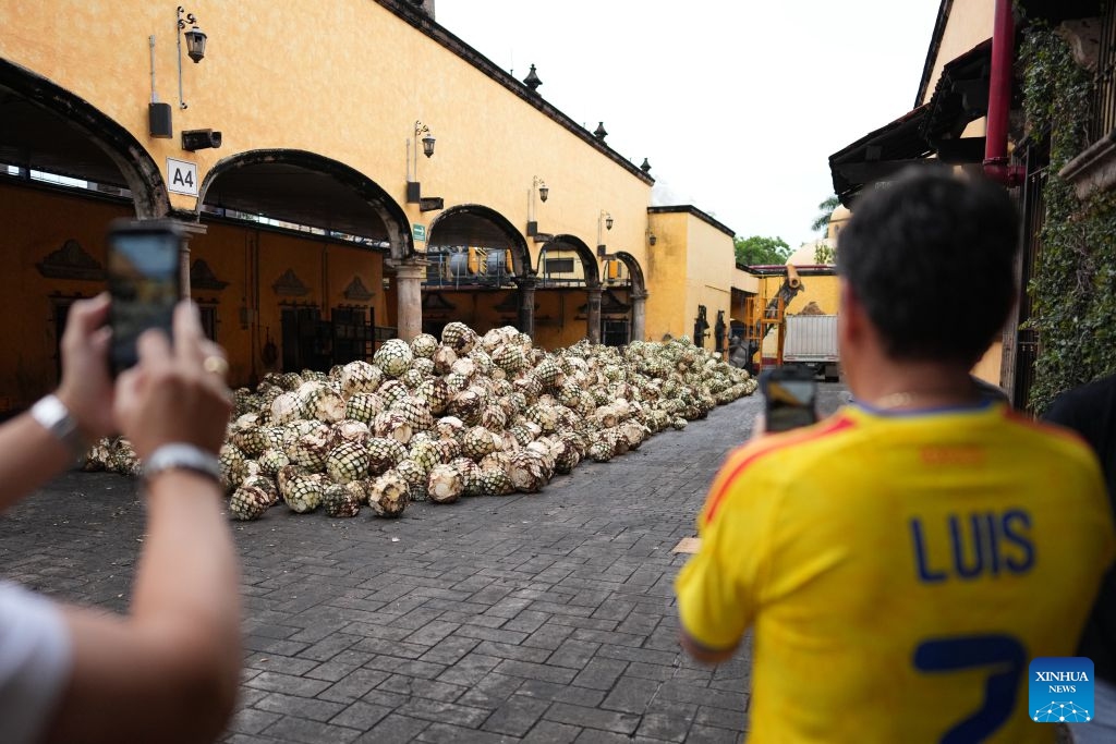 Visitors take photos of harvested agaves at Jose Cuervo distillery in Tequila, Jalisco State, Mexico, June 21, 2026. Tequila is Mexico's most iconic national spirit, distilled from the blue agave plant, the vast majority of which is grown in the state of Jalisco. (Photo: Xinhua)