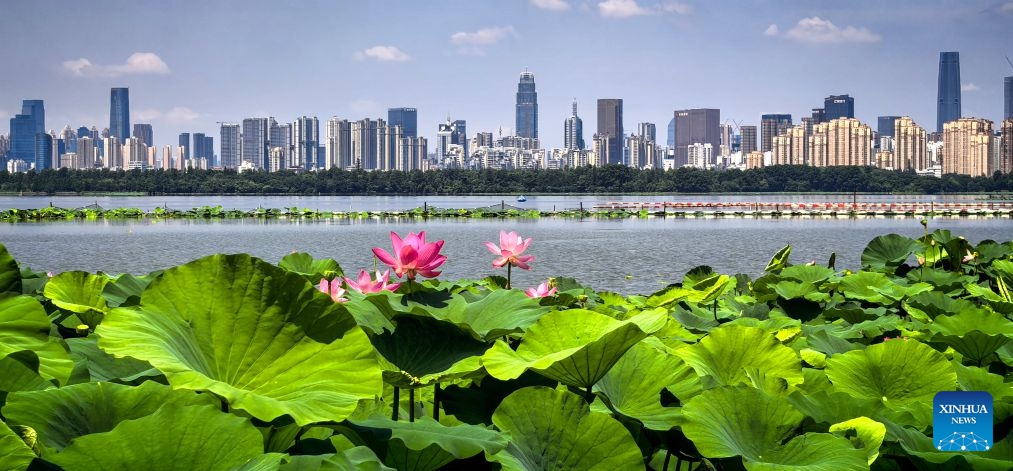 This photo taken with a mobile phone shows lotus flowers on the East Lake in Wuhan, central China's Hubei Province, June 20, 2026. As summer unfolds, East Lake scenic area in Wuhan presents a vibrant ecological landscape with lotus flowers in full bloom and water birds perching across the area. Adhering to the concept of ecological priority and green development, Wuhan has improved the water quality and enriched the biodiversity of East Lake, presenting an epitome of the city's efforts in pursuing green development under the Beautiful China Initiative. (Photo: Xinhua)