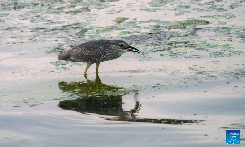 A black-crowned night heron forages on the East Lake in Wuhan, central China's Hubei Province, May 31, 2026. As summer unfolds, East Lake scenic area in Wuhan presents a vibrant ecological landscape with lotus flowers in full bloom and water birds perching across the area. Adhering to the concept of ecological priority and green development, Wuhan has improved the water quality and enriched the biodiversity of East Lake, presenting an epitome of the city's efforts in pursuing green development under the Beautiful China Initiative. (Photo: Xinhua)