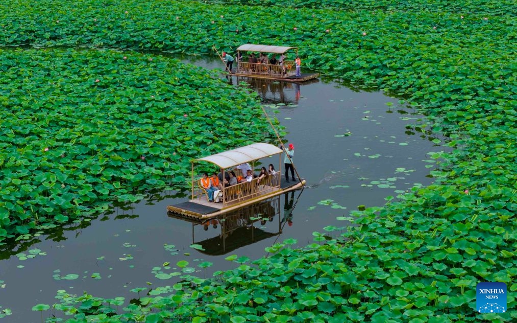 An aerial drone photo taken on June 20, 2026 shows tourists sightseeing amid lotus flowers at a scenic area in Xinghua City, east China's Jiangsu Province. (Photo: Xinhua)