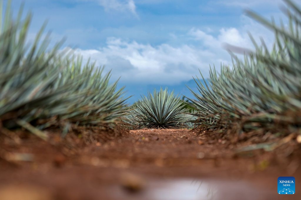 This photo taken on June 21, 2026 shows an agave field in Tequila, Jalisco State, Mexico. Tequila is Mexico's most iconic national spirit, distilled from the blue agave plant, the vast majority of which is grown in the state of Jalisco. (Photo: Xinhua)
