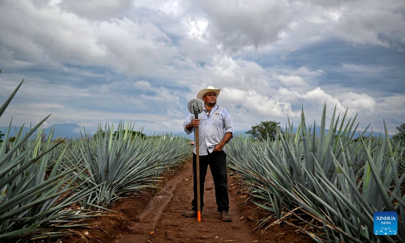 Antonio Gonzalez Magallanes, a 4th-generation jimador (agave harvester), poses for a portrait at an agave field in Tequila, Jalisco State, Mexico, June 21, 2026. Tequila is Mexico's most iconic national spirit, distilled from the blue agave plant, the vast majority of which is grown in the state of Jalisco. From cultivation and harvesting to cooking, fermentation, and distillation, a single bottle of tequila embodies a growth cycle of seven to eight years or more. (Photo: Xinhua)